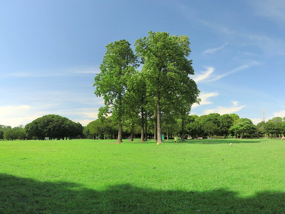 🌳 키시네 공원 (기시네코엔) 이미지 3